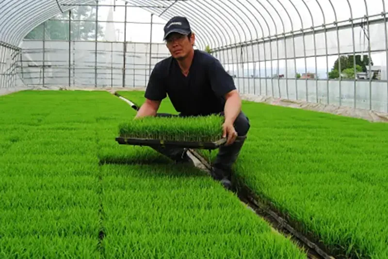 5月上旬　苗づくり(後継者 四代目)