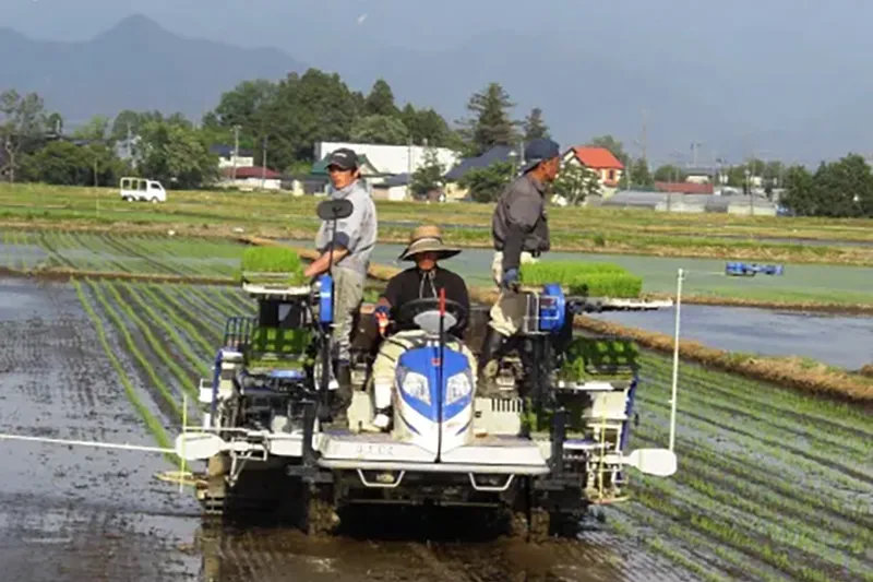 5月下旬　田植え
