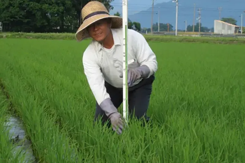 6月　梅雨の晴れ間の育成調査