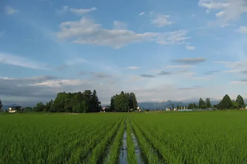 6月　梅雨の晴れ間の育成調査