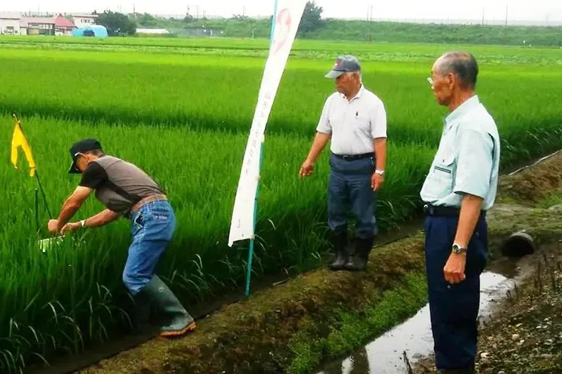 7月　雪若丸の生育調査