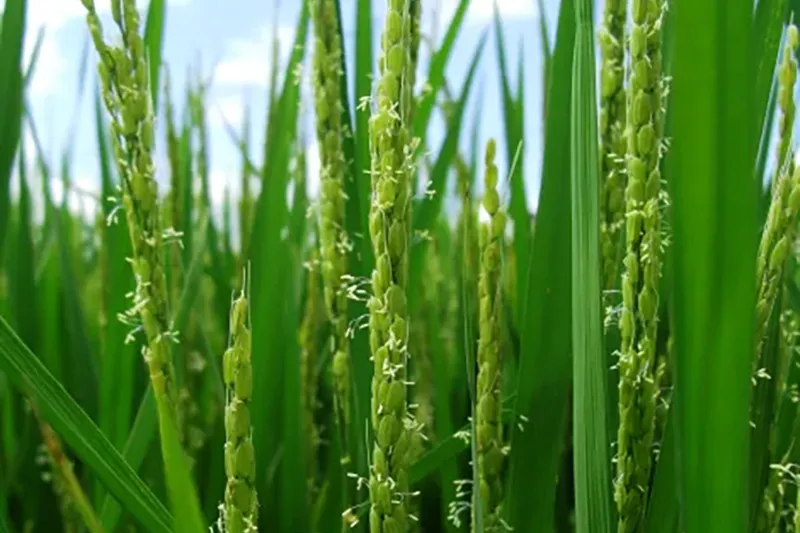 8月　稲の花が咲きました。
