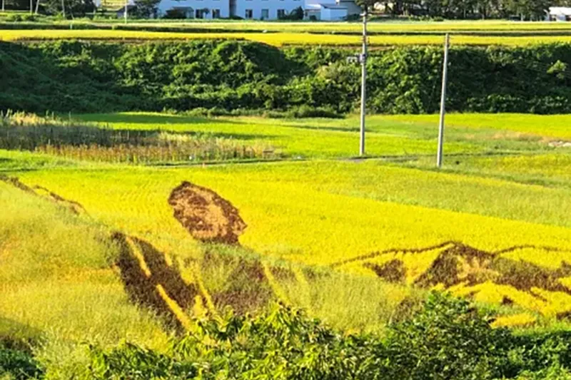 小野川のたんぼアート(R4は上杉鷹山公)