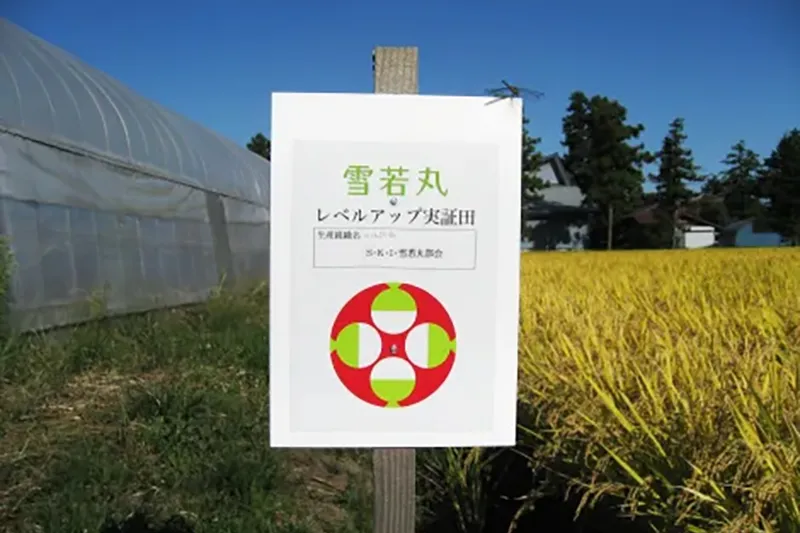 9月　稲穂も垂れはじめ成熟中