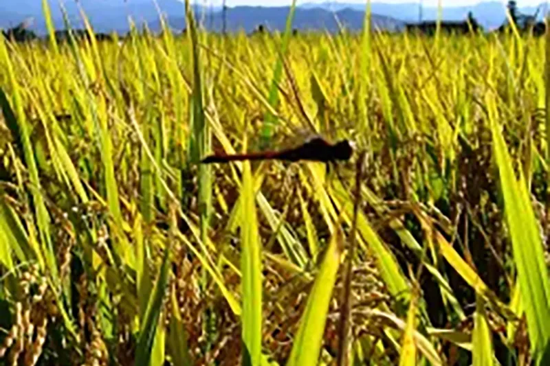 9月　稲穂も垂れはじめ成熟中