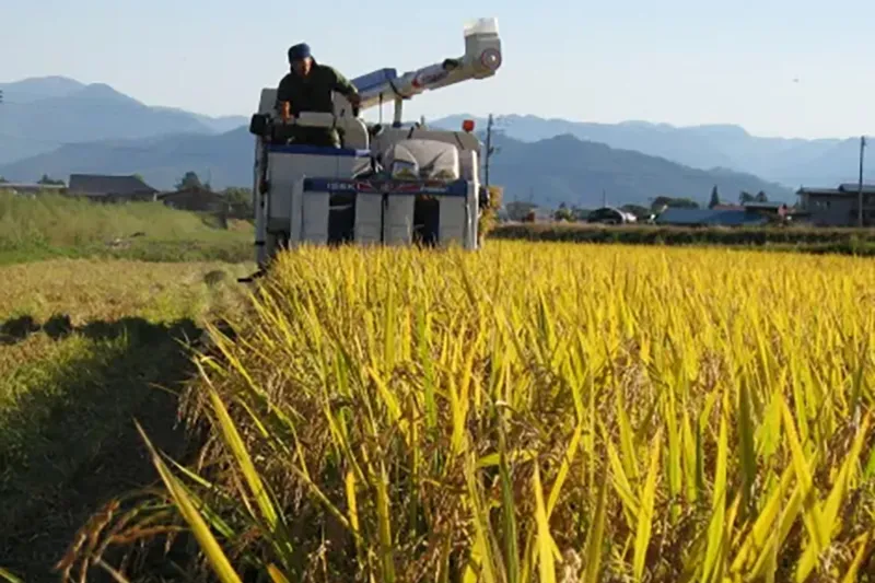 10月　黄金のみのり・稲刈り