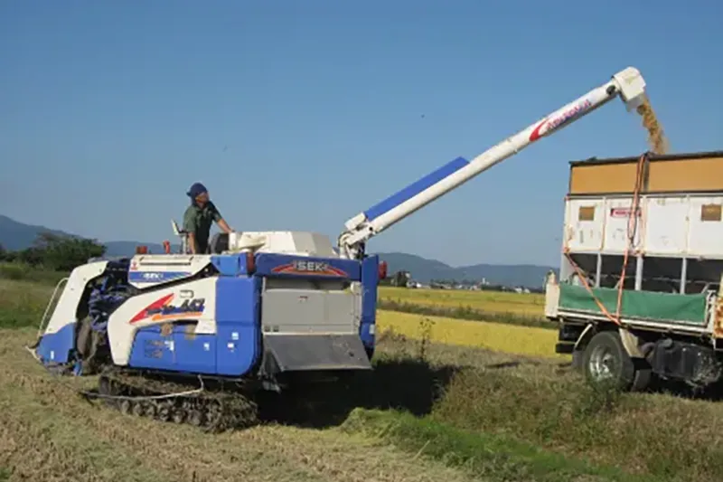 10月　黄金のみのり・稲刈り